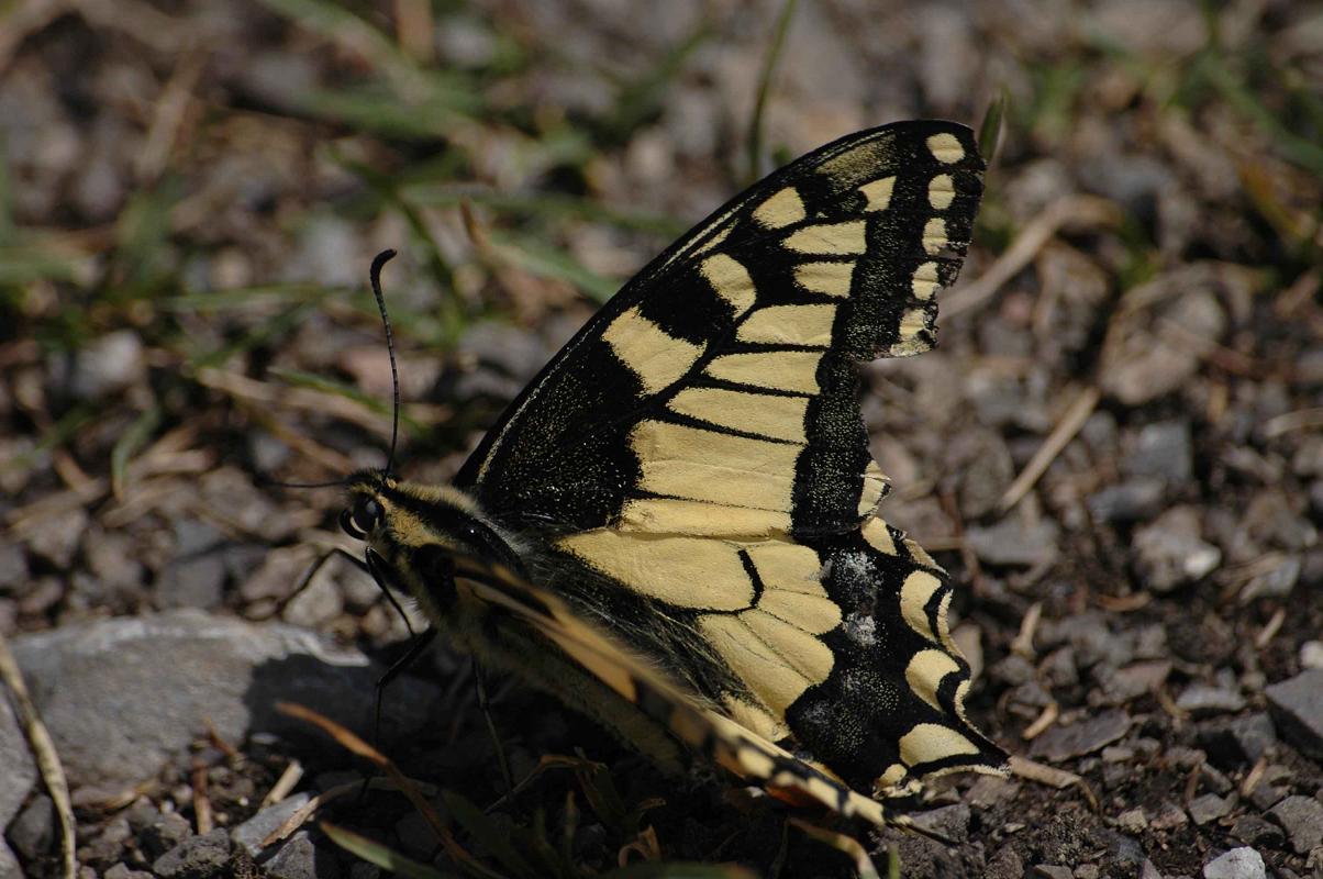 Papilio machaon Fichard Vanessa Le Môle 74 16072011
