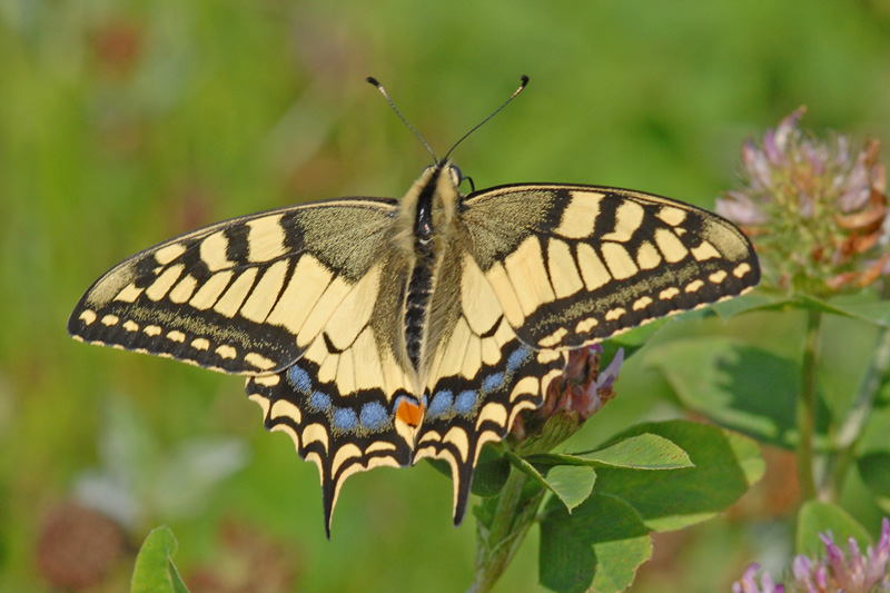 Papilio machaon  Vogel Gérard  Fontaines St Clair 55  08092006