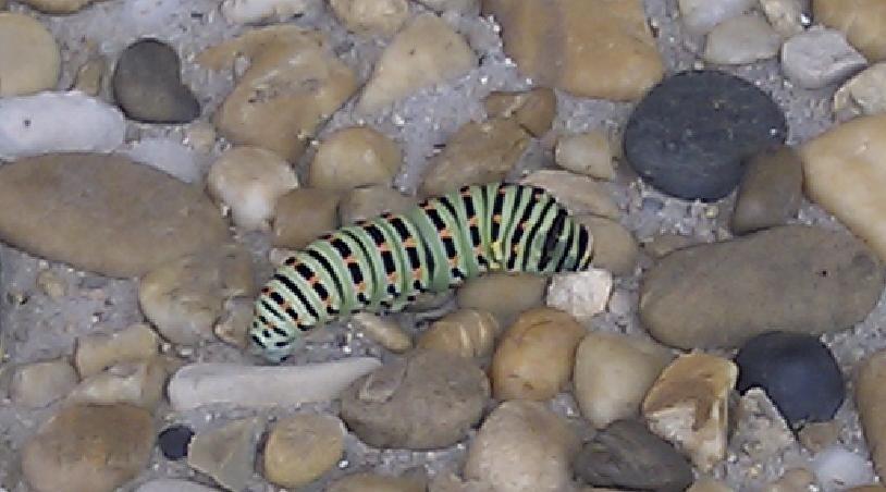 Papilio machaon Le Bel Cédric Marseille 13 01102010