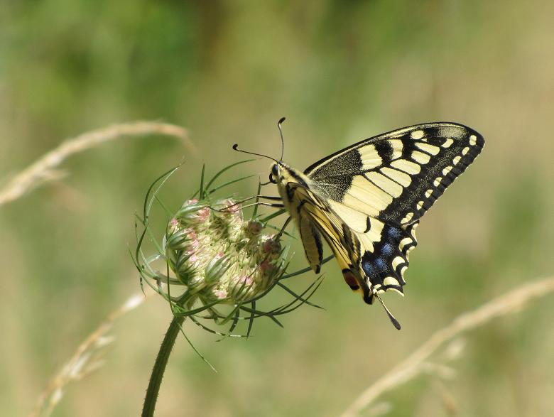 Papilio machaon Miteu Martine Genneton 79 14072013