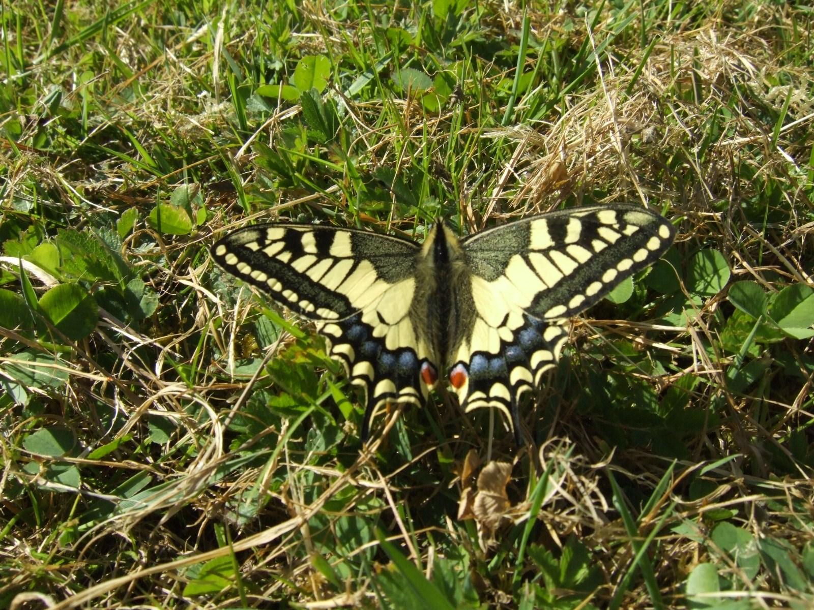 Papilio machaon Miteu Martine Genneton 79 25042010
