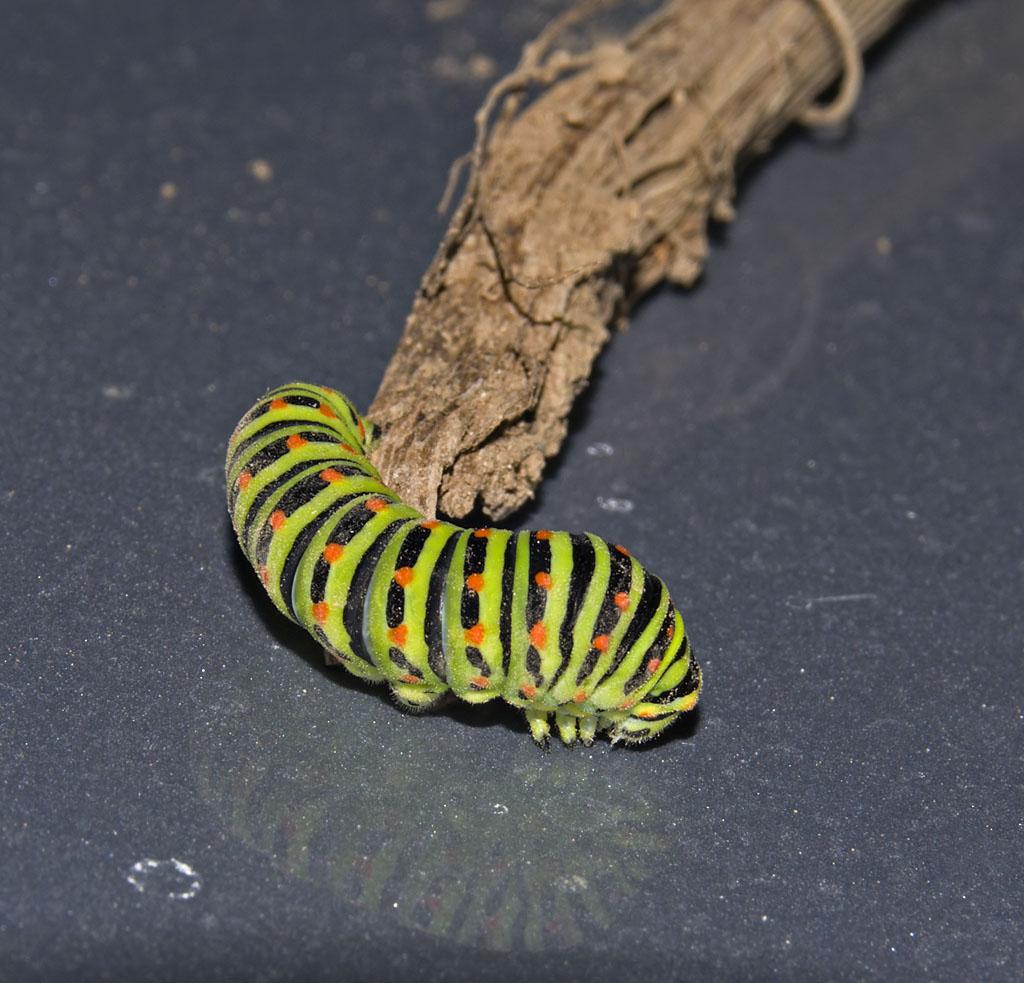 Papilio machaon Peraud Joseph Cressé 17 08082012