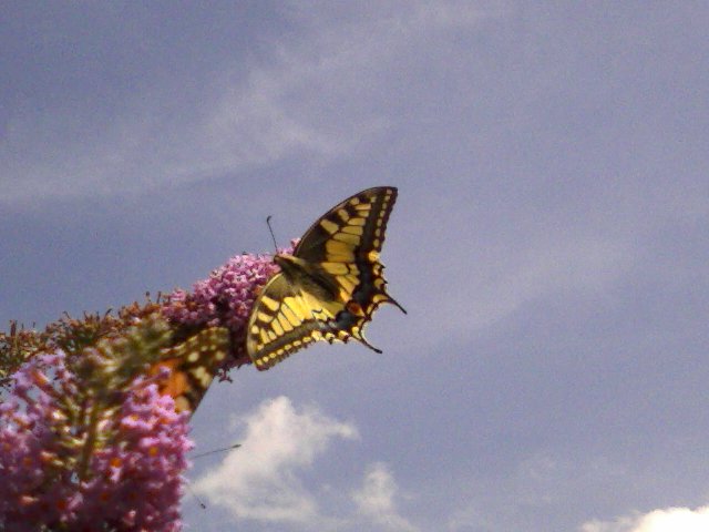 Papilio machaon Pruvost Catherine Arques 62 22072009