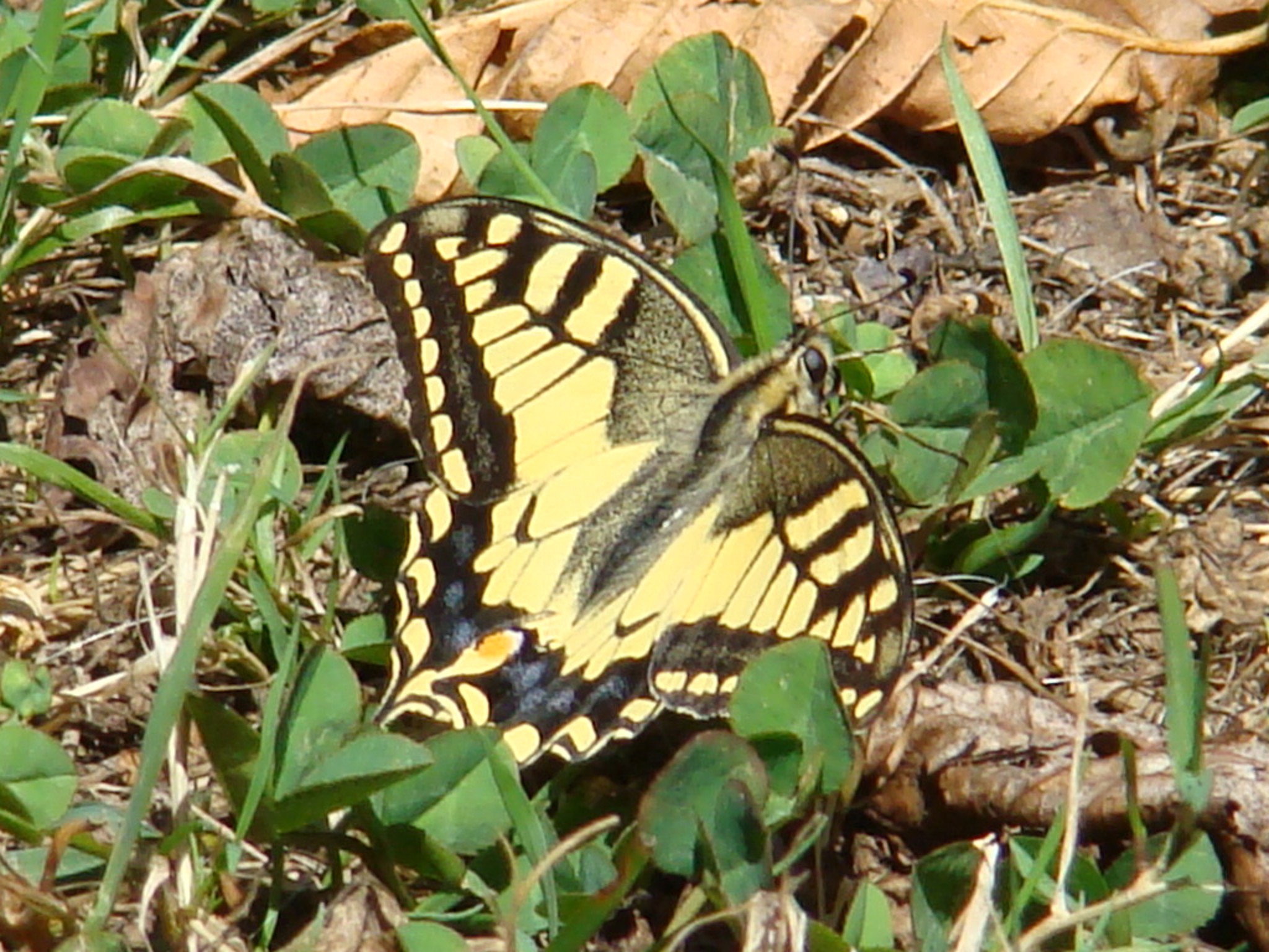 Papilio machaon Seys Brigitte Carvin 62 31082009