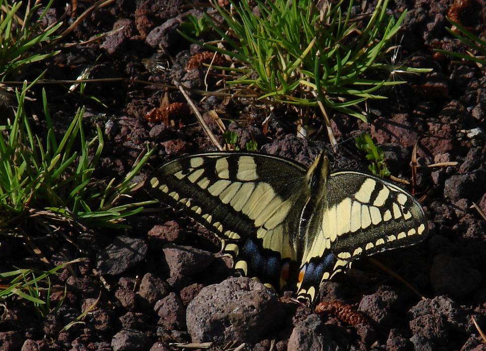 Papilio machaon Tondeur Michèle Lac de Guéry 63 26072009