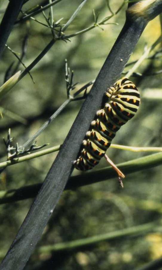 Papilio machaon Le Mao Patrick Mordreuc Pleudihen-sur-Rance 22 31081997