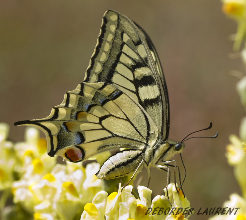 Papilio machaon  debordes laurent cherveux (79) 27072010