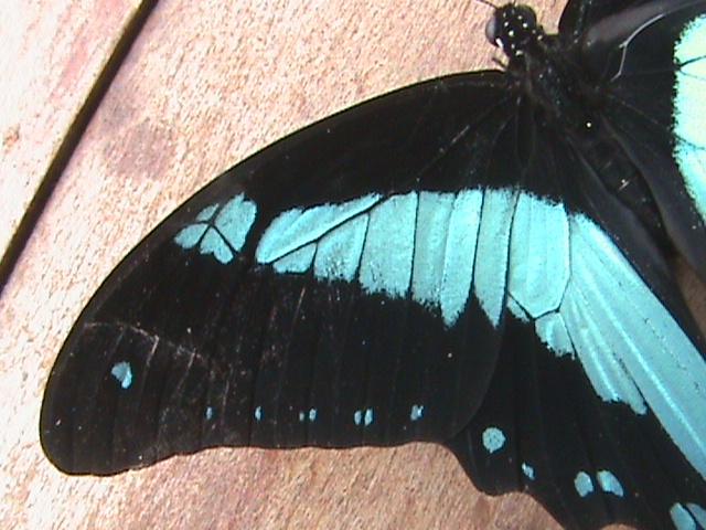 Papilio nireus Constanza Michelle Yokadouma Cameroun 11042011