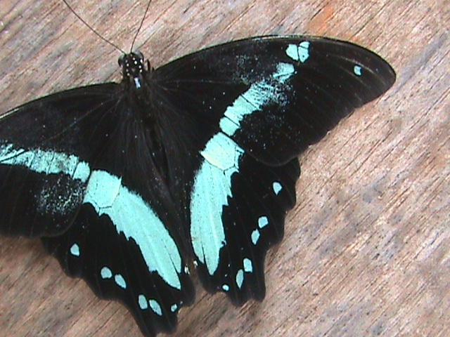 Papilio nireus Linnaeus  1758  Constanza Michelle Yokadouma Cameroun 28042011