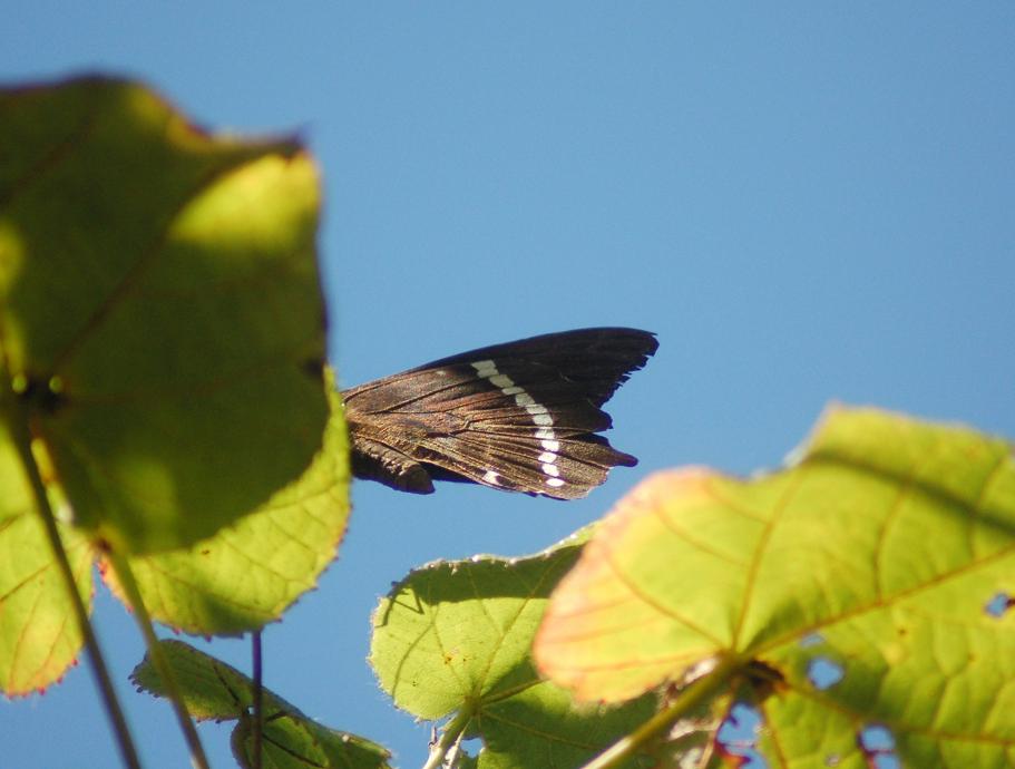 Papilio phorbanta Goeleven Daniel Forêt du Dioré 974 112010