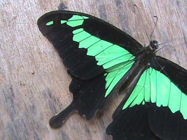Papilio phorcas phorcas Cramer 1777 Constanza Michelle Yokadouma Cameroun 12052011