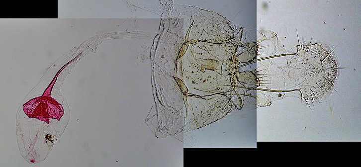 Paraswammerdamia nebulella femelle AC-8209