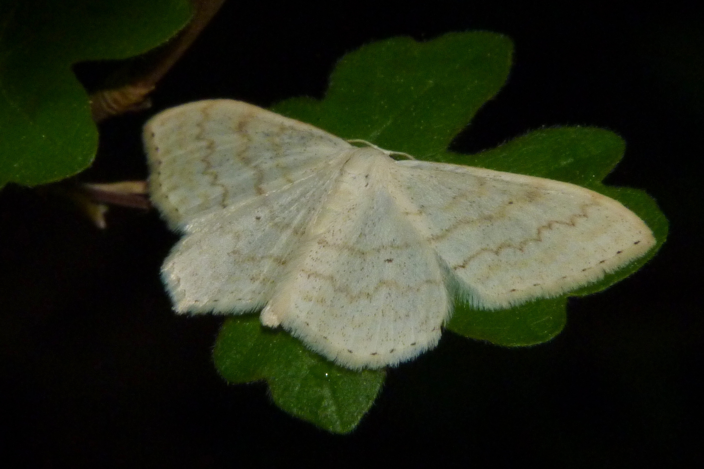 Scopula floslactata Rencontres Papillons de Poitou-Charentes Fonterland 36 24042011