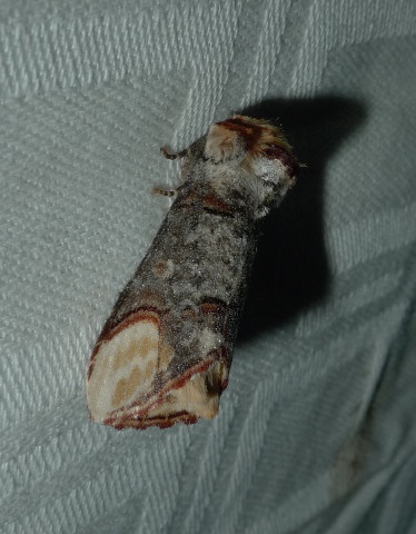 Phalera bucephala Champion - Terrisse Romegoux 17 05062016