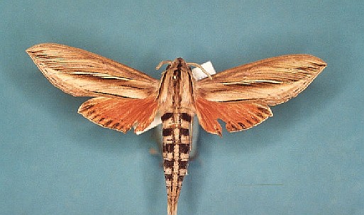 Phryxus caicus Levesque Robert - Piste Risquetout (973) - 10/1999 