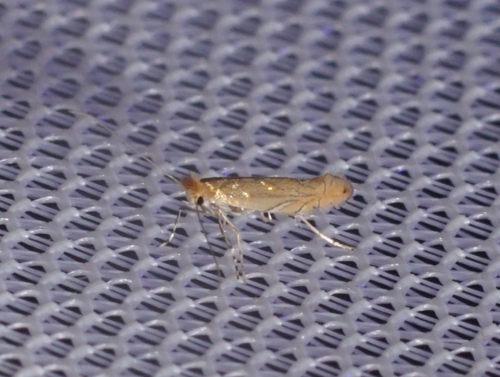 Phyllonorycter messaniella Laluque Olivier Saint-Georges d’Oléron 17 29102019