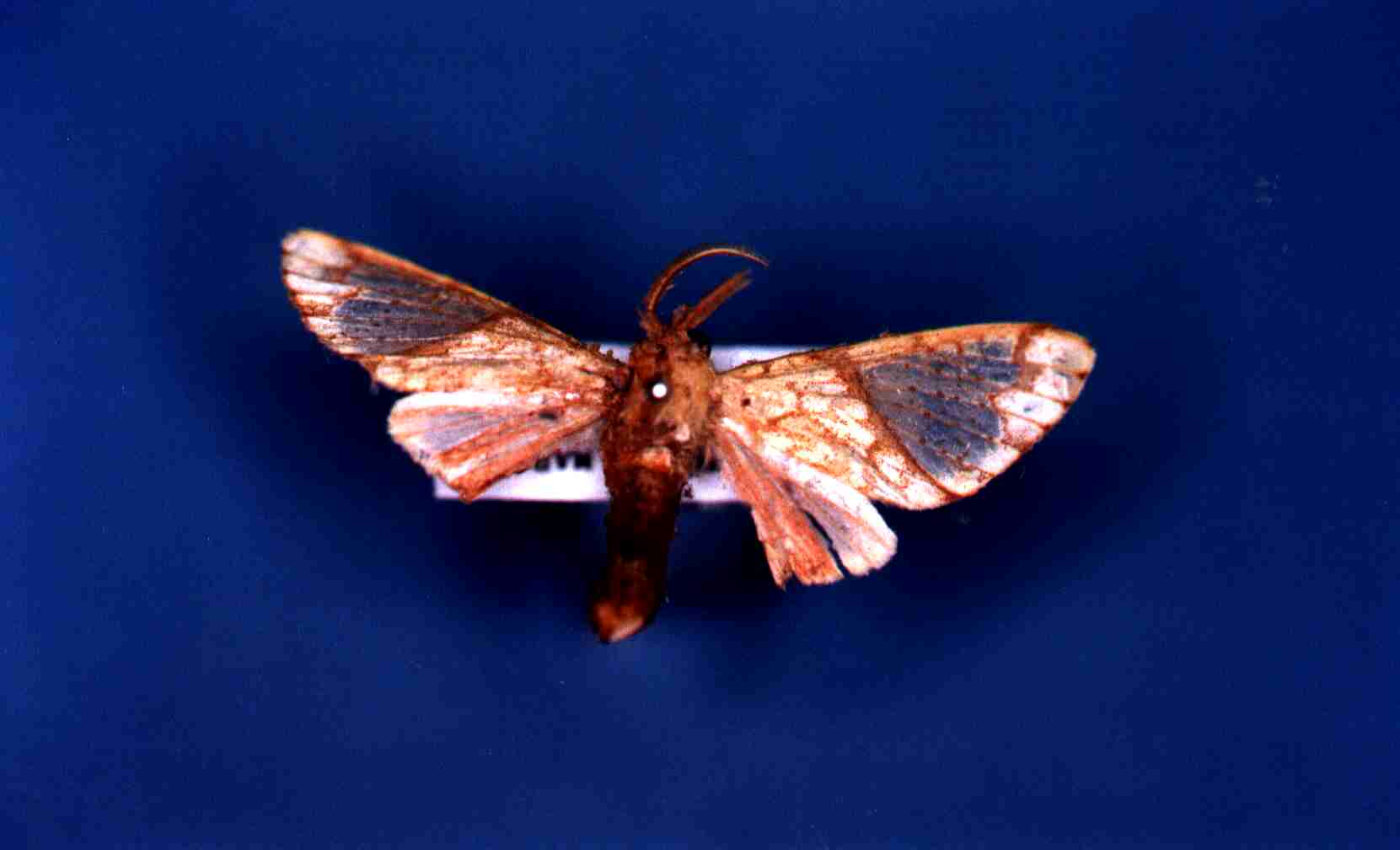Premolis semirufa (Walker, 1856)