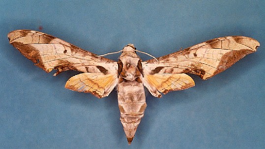 Protambulyx goeldii Levesque Robert - Piste Risquetout (973) - 10/1999