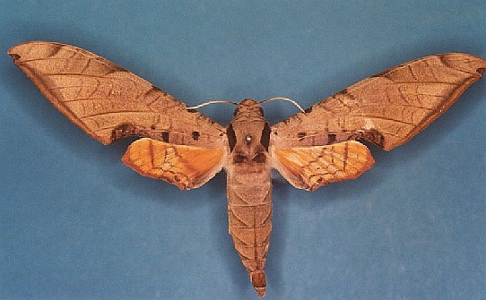 Protambulyx strigilis Levesque Robert - Piste Risquetout (973) - 10/1999