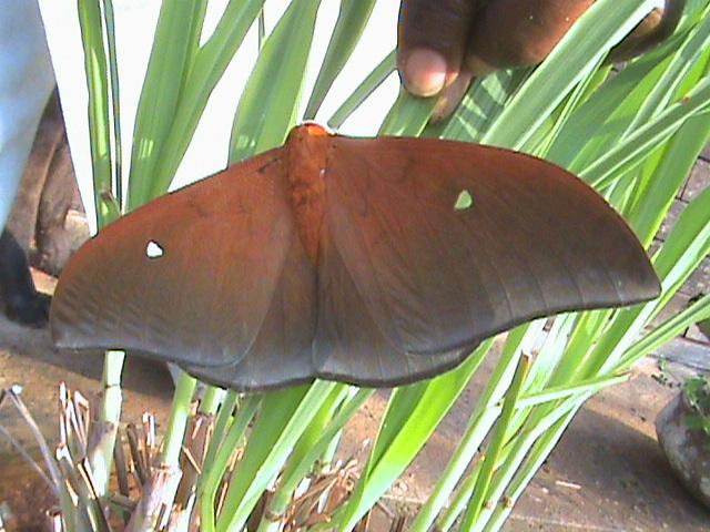 Pseudobunaea alinda Drury 1782 Constanza Michelle Yokadouma Cameroun 15022010
