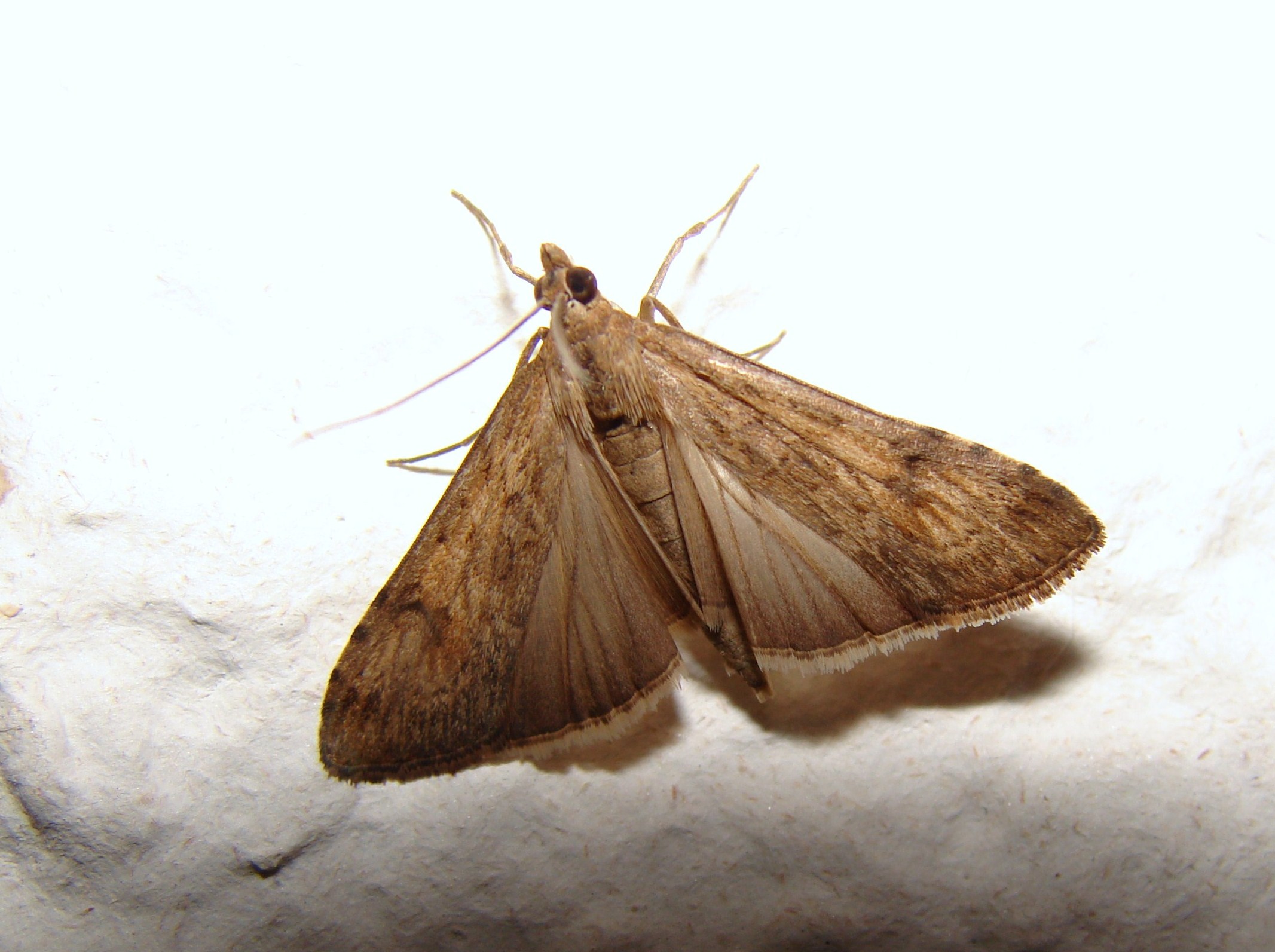 Nomophila noctuella Porteneuve Jean-Jacques Brioude 43 28082009