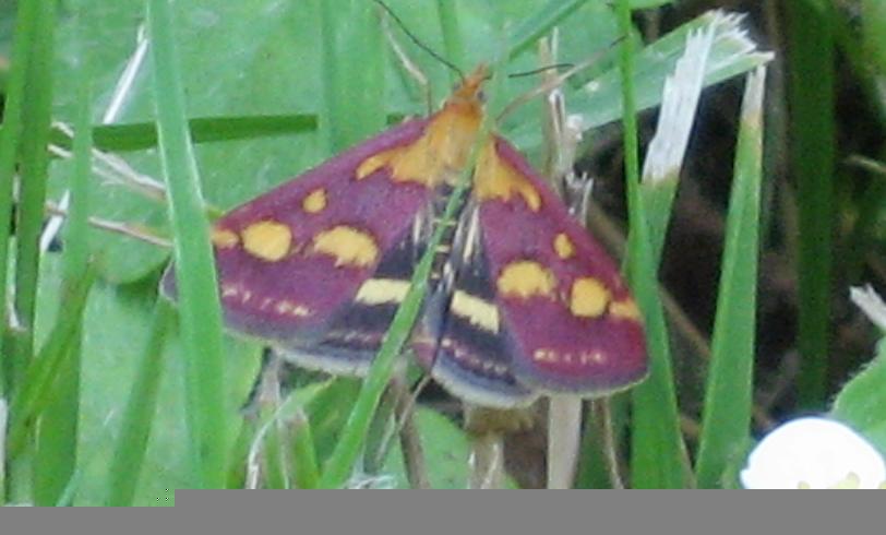 Pyrausta purpuralis Fausten Ségolène PFASTATT 68 28062008 Photo_356
