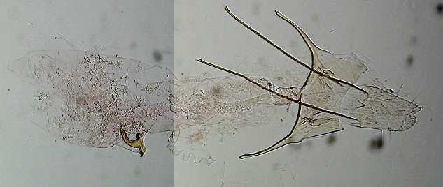Scrobipalpa acuminatella femelle AC-7570