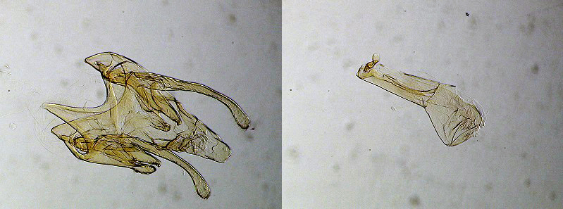Scrobipalpa nitentella mâle AC-7578