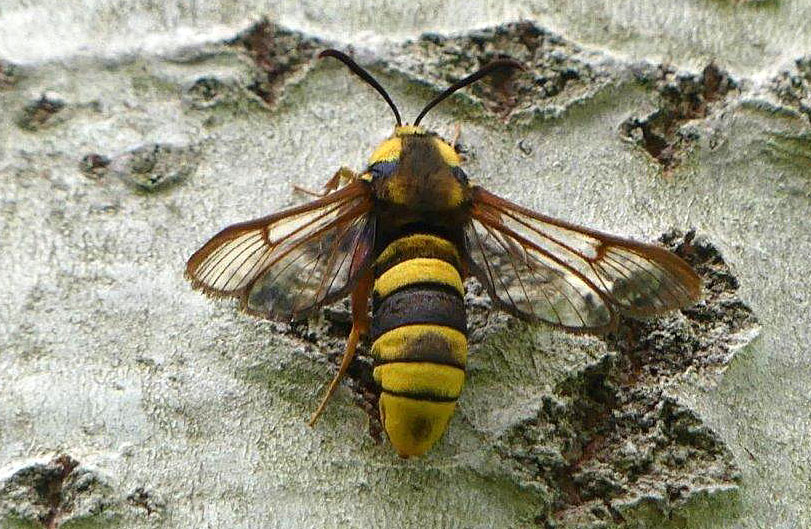Sesia apiformis Montenot Jean-Pierre La Rochelle 17 06032021