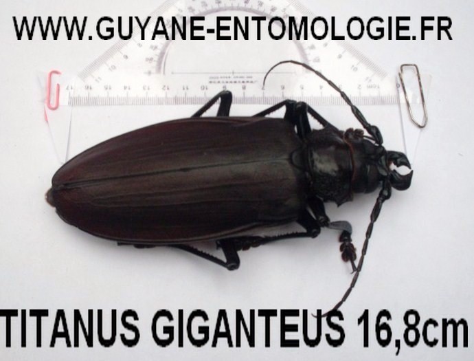 Guyane entomologie