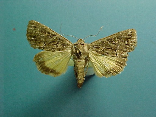 Thalpophila matura (Hufnagel, 1766)