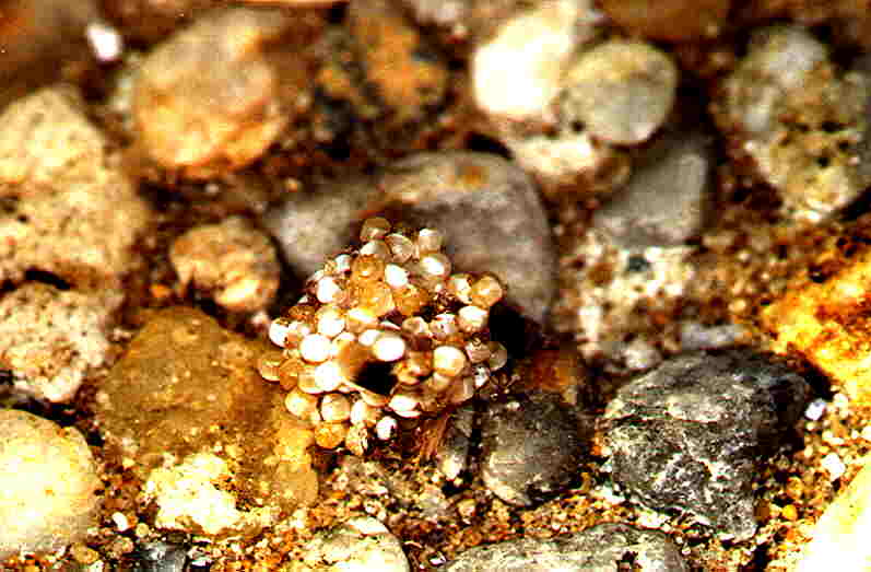 Thaumetopoea pityocampa Guyonnet Antoine Forêt de La Coubre 17