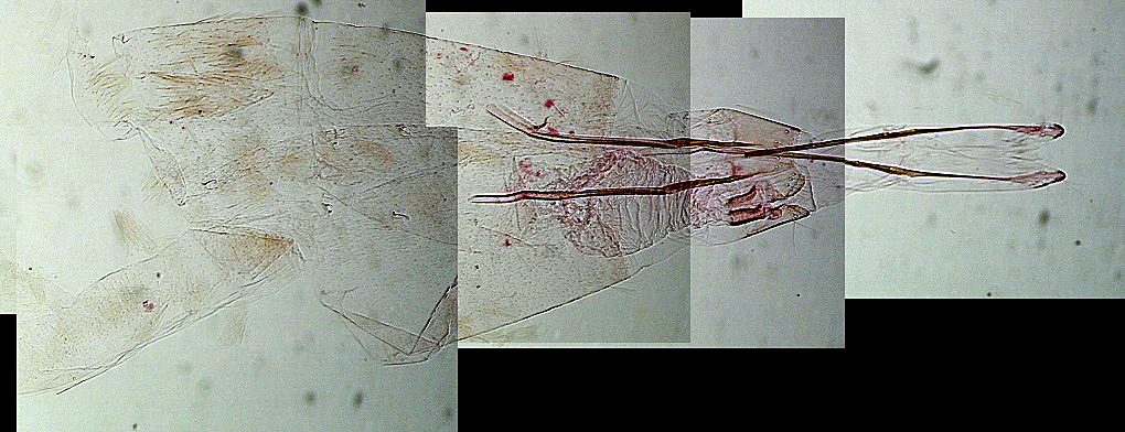 Tinea dubiella femelle AC-7563