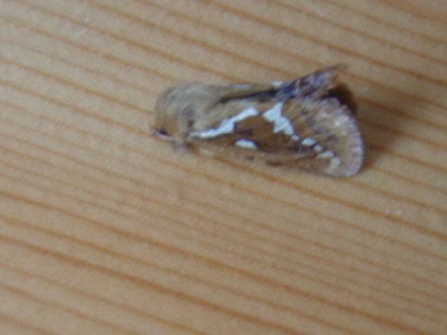 Papillon Triodia sylvina 03 JF 25052006
