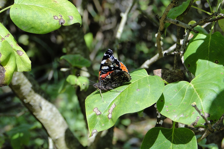 Vanessa atalanta Grandemange Lionel Saint-Gelais 79 24072011