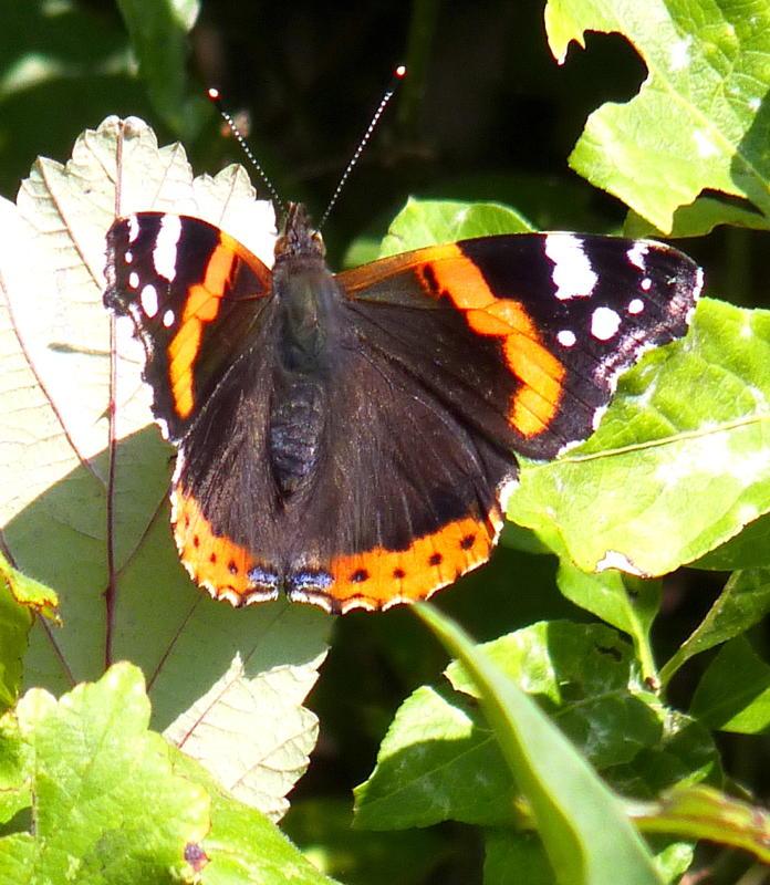 Vanessa atalanta Odeide René Smarves 86 11102010