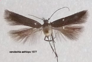 Xenolechia aethiops Lemoine Christian Curçay sur dive 86 08062007