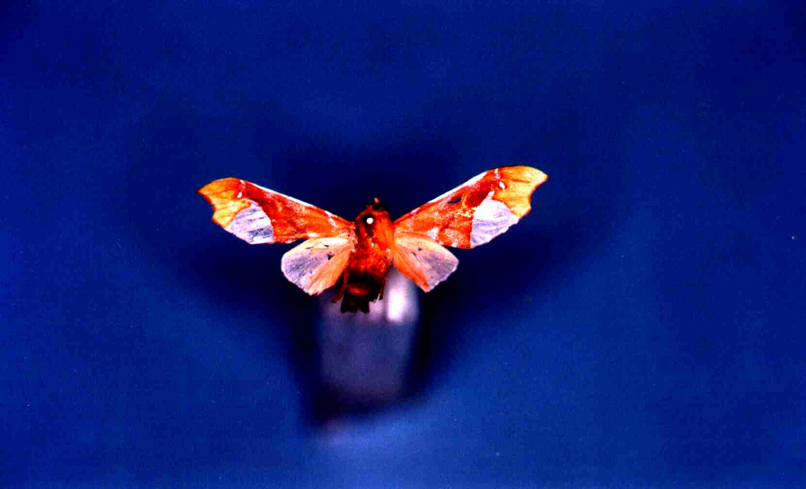 Zaevius calocore (Dyar, 1910) Levesque Robert - Piste Riquetout - 09/1999 