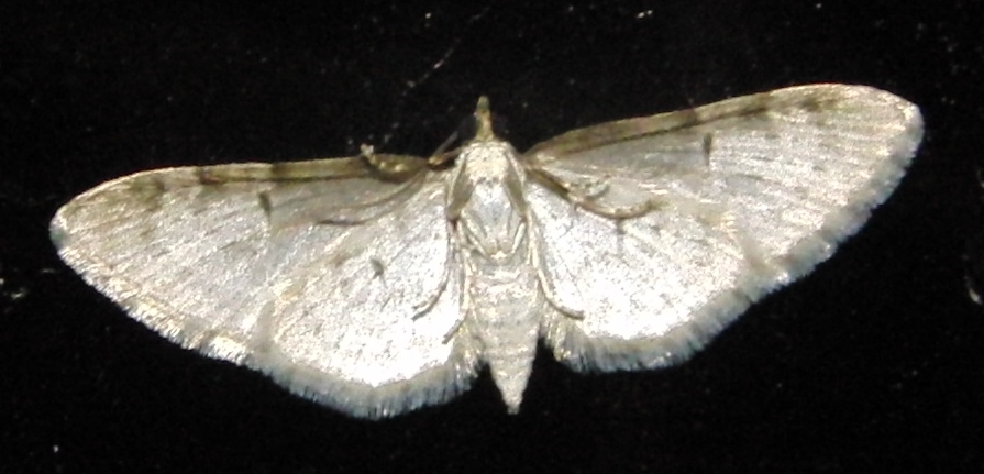 image-24 Eupithecia abbreviata Blanc Josselyne Savas 07 03042010