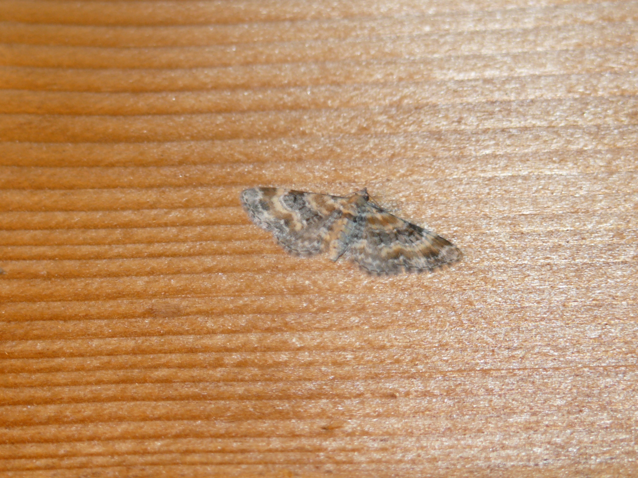 Eupithecia linariata Mulot Patrick Sauviat 63 12062009