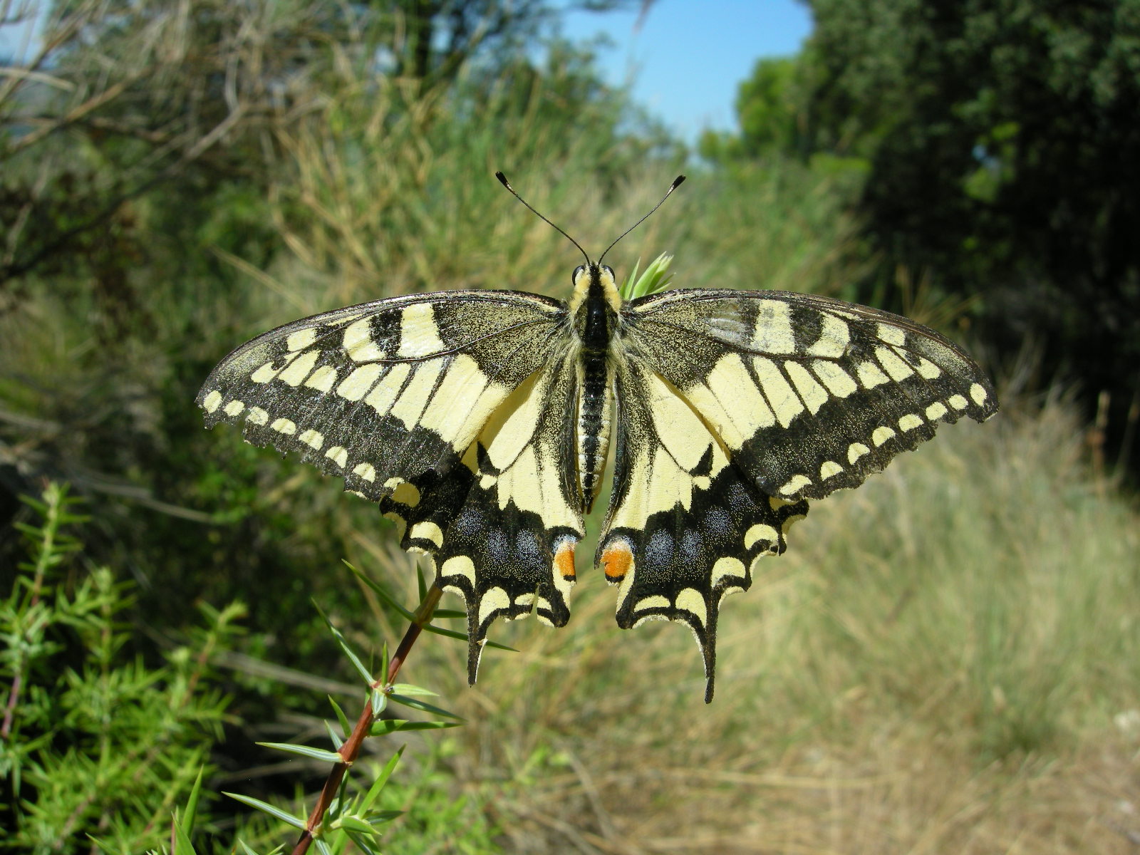 Papilio machaon Mulot Patrick Sablet 84 18082008