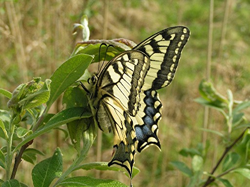 Papilio machaon Doucey Roland Terril 39 fosse 5 à Barlin 62620 20 juillet 2007