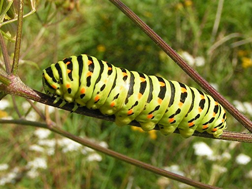 Papilio machaon Doucey Roland terril 39 Fosse 5 à Barlin 62 18 mai 2007 