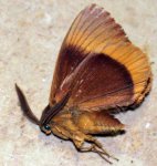 Lasiocampa quercus Sonsini Lucette Veneux les Sablons 77 06082008