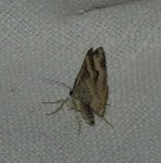 Epirrhoe galiata Charles Genevieve Saint-Denis du Pin 17 21082015