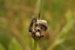 Macrothylacia_rubi_ Billard_Michel_Saint-Alban_Leysse_73_12062010