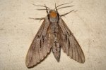 Sphinx pinastri Gitton Fred Malbosc 07 14082009