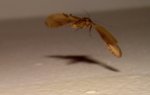 Nomophila noctuella  en vol Jean-Claude Jamoulle 06 Mougins 09/08/2011 21h