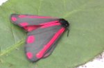 Tyria jacobaeae Krajewski Isabelle Saint Georges sur la Prée 18 08052009
